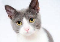 Les balles idéales pour stimuler l’agilité et l’enthousiasme de votre chat Les balles idéales pour stimuler l’agilité et l’enthousiasme de votre chat