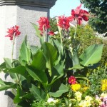 fleurissement-1 (8)