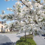 fleurissement-1 (9)